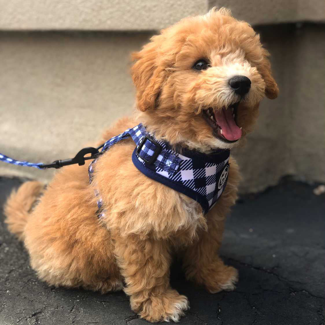 Harness Set - Classy Pooch