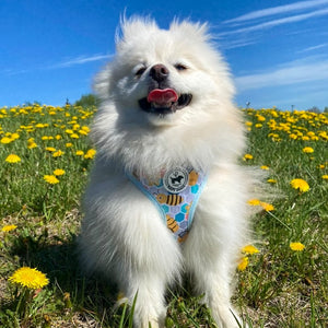 Harness - Bee Amazing