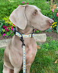 Cute Dog Collar Canada Dog Leash Toronto