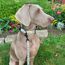 Load image into Gallery viewer, Leash - Daisy Sun
