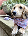 cute dog bandanas canada pink daisies dachshund floofy pooch