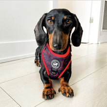Load image into Gallery viewer, Harness - 6ix Dog
