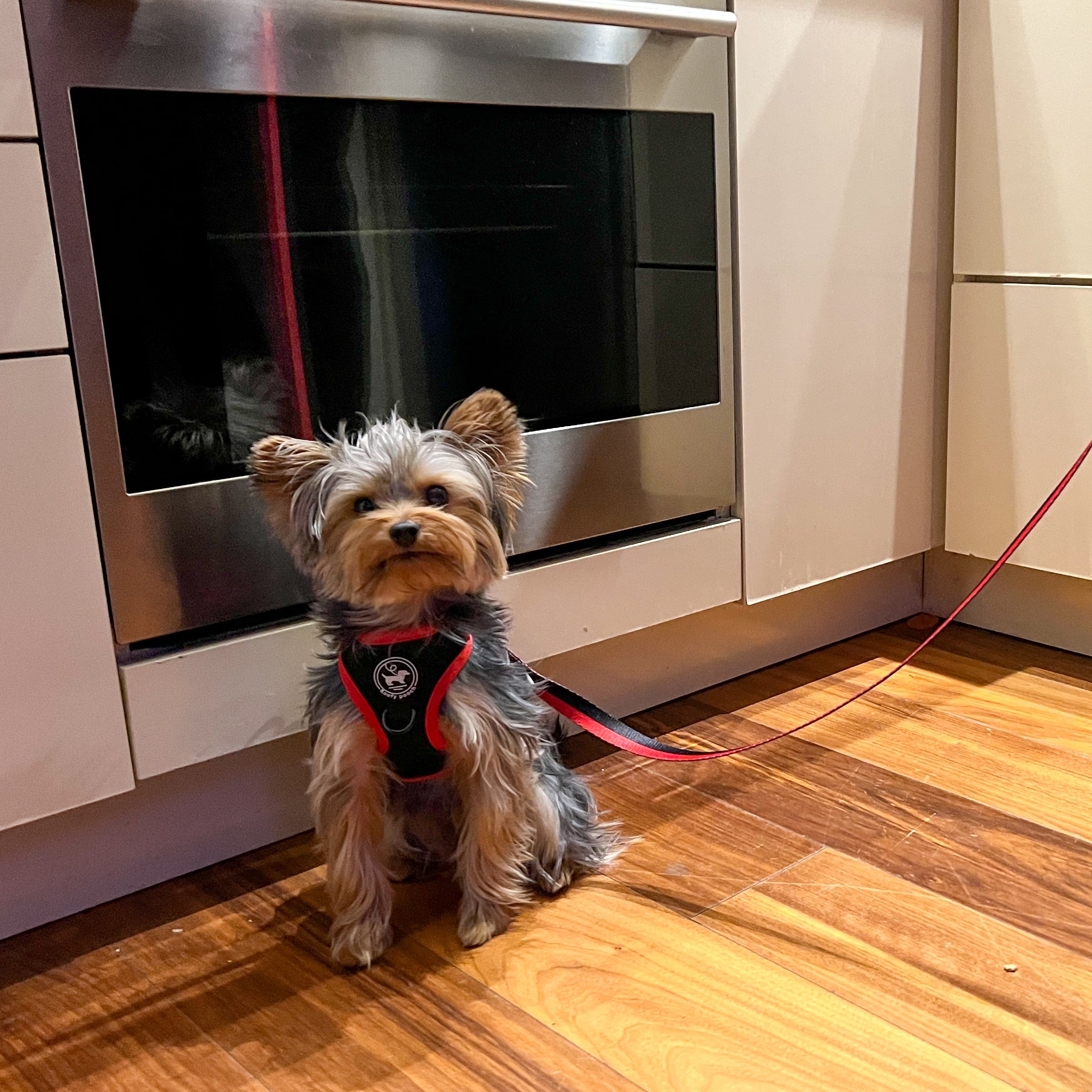 Harness Set - Sporty Pooch | Dog Accessories NYC – Floofy Pooch