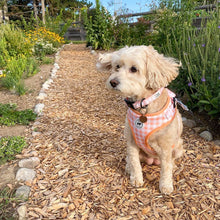 Load image into Gallery viewer, Harness - Peachy Pooch
