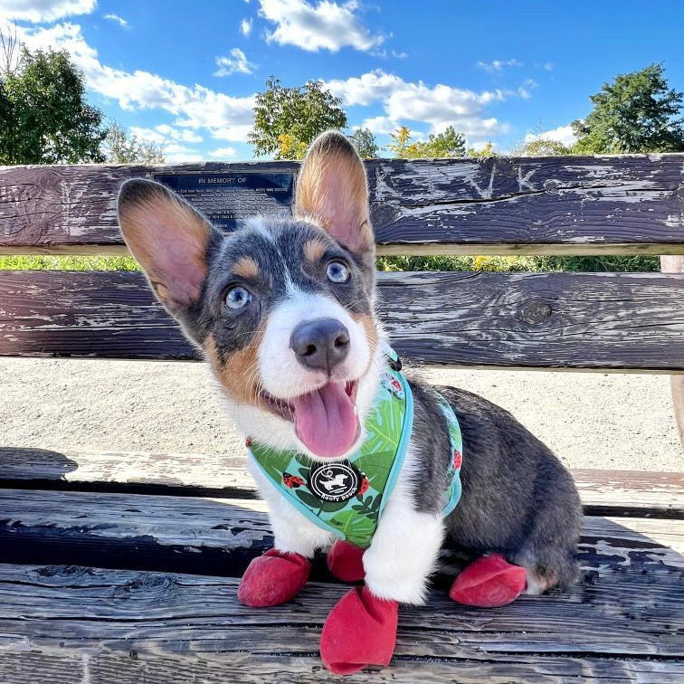 Harness - Ladybug Forest