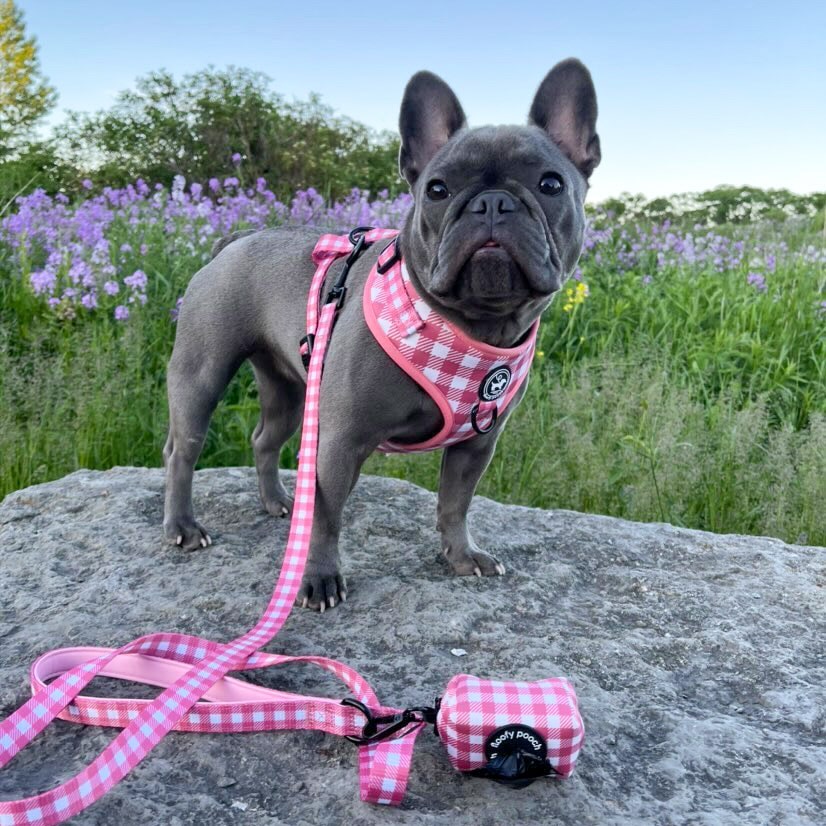 Harness Set - Berry Pooch