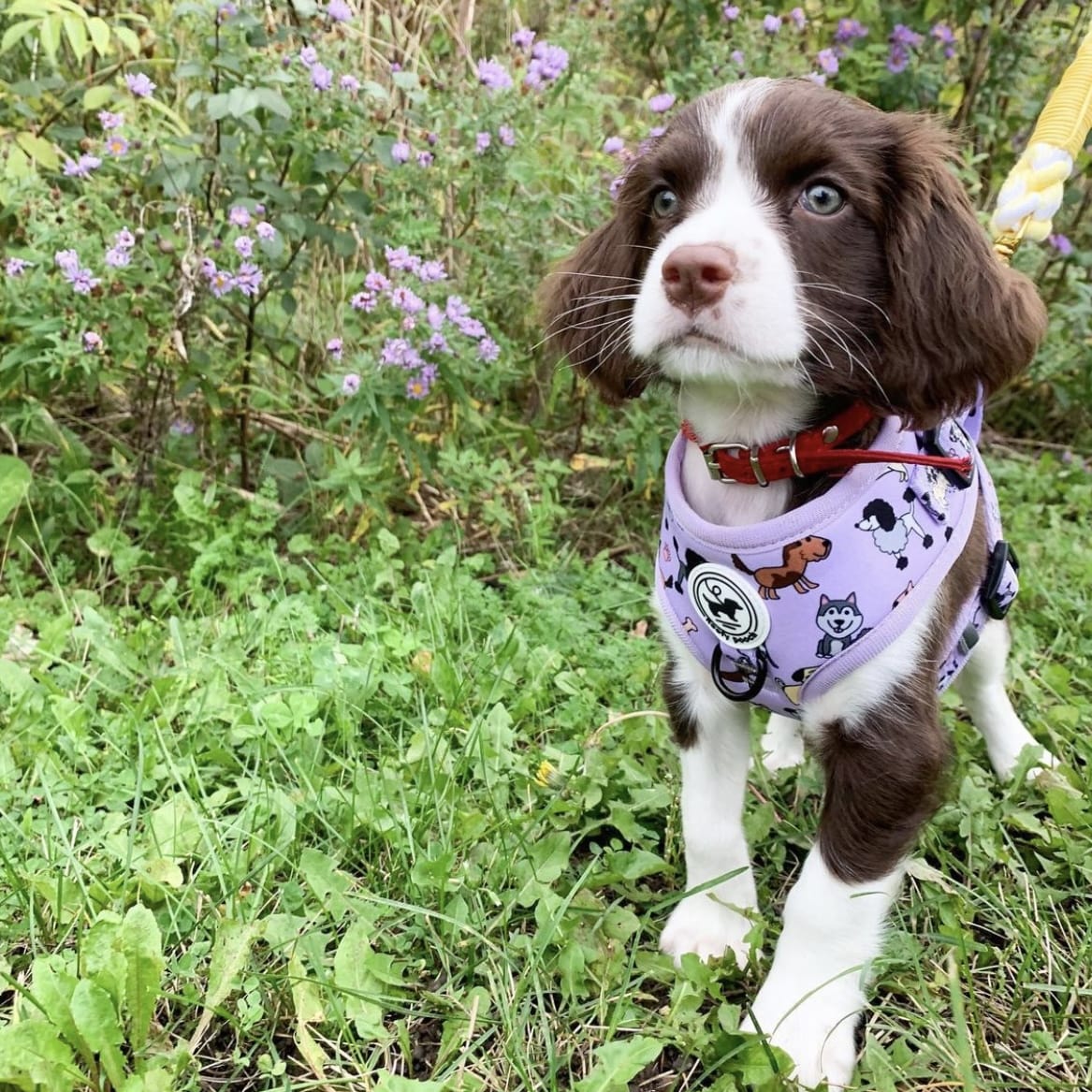 Harness Set - Dog Doodlez