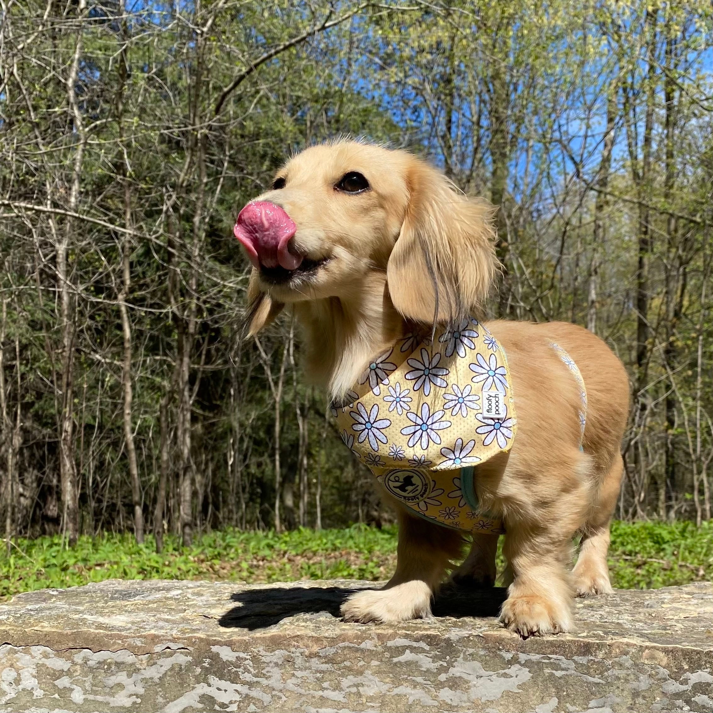 Dachshund Harness Canada Cute Bandana