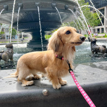 Load image into Gallery viewer, Collar Set - Berry Pooch
