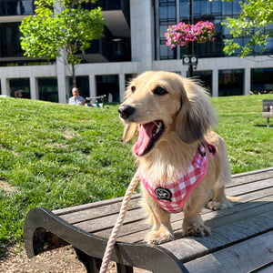 Harness - Berry Pooch