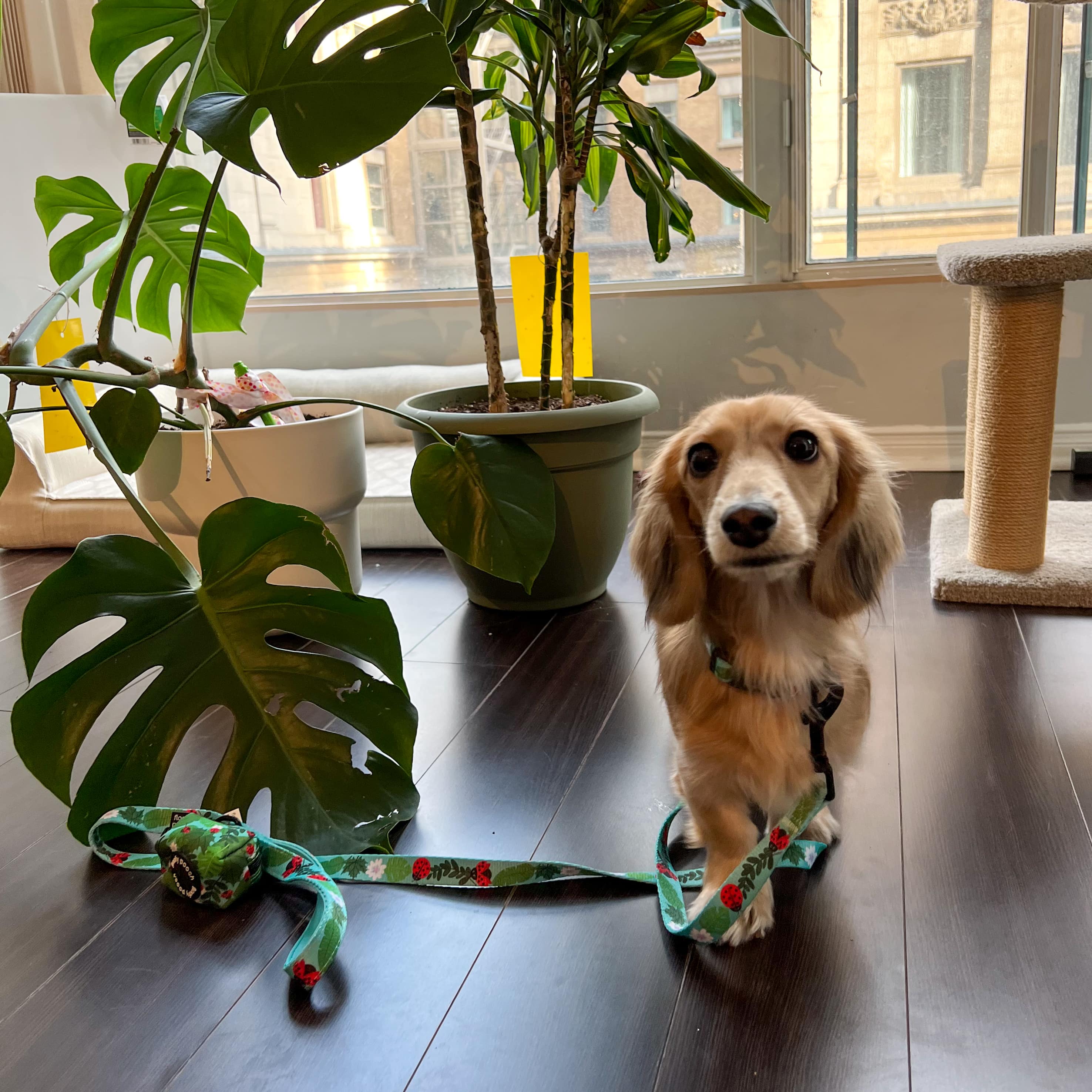 Poop Bag Holder - Ladybug Forest