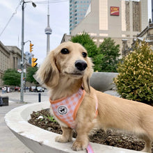 Load image into Gallery viewer, Harness - Peachy Pooch
