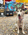 Husky Dog Harness Toronto Cute