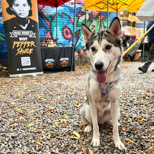 Husky Dog Harness Toronto Cute