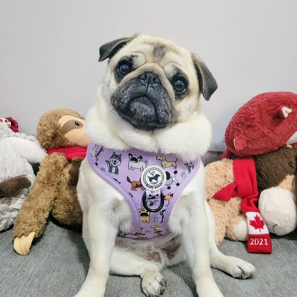 Harness - Dog Doodlez