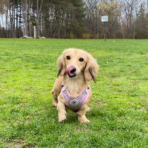 dachshund wearing cute pink daisy harness canada