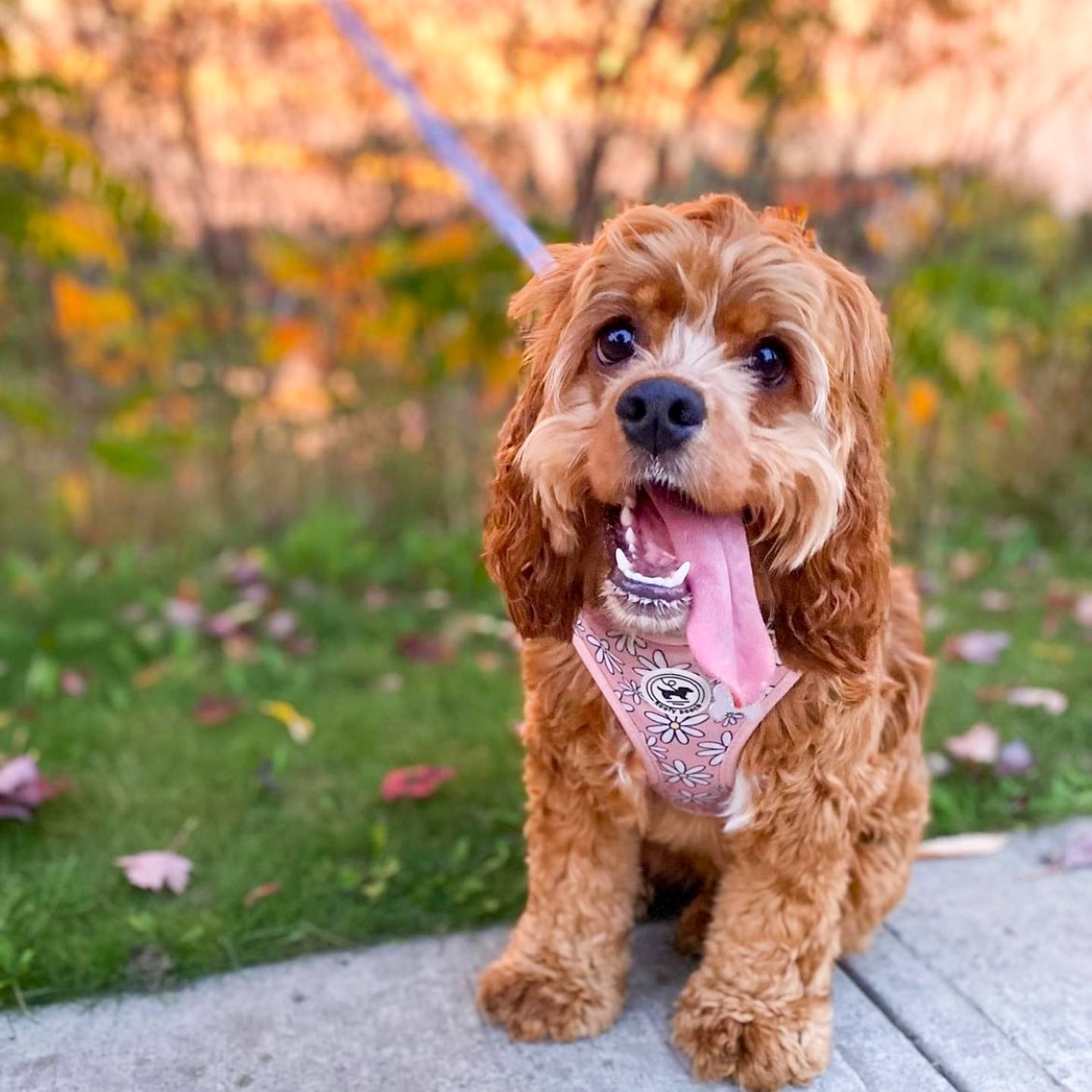Harness - Pretty in Daisy