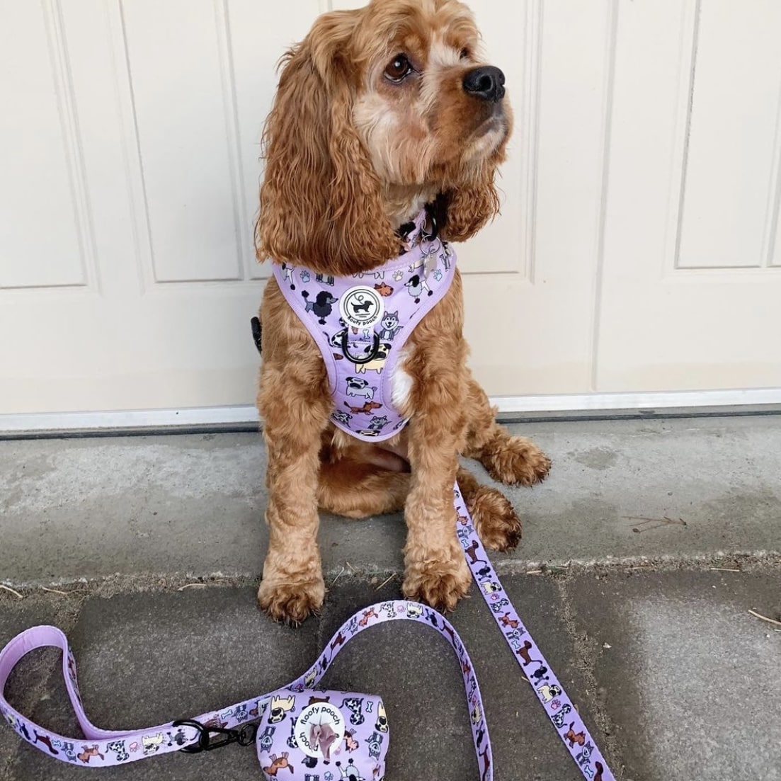 Harness Set - Dog Doodlez