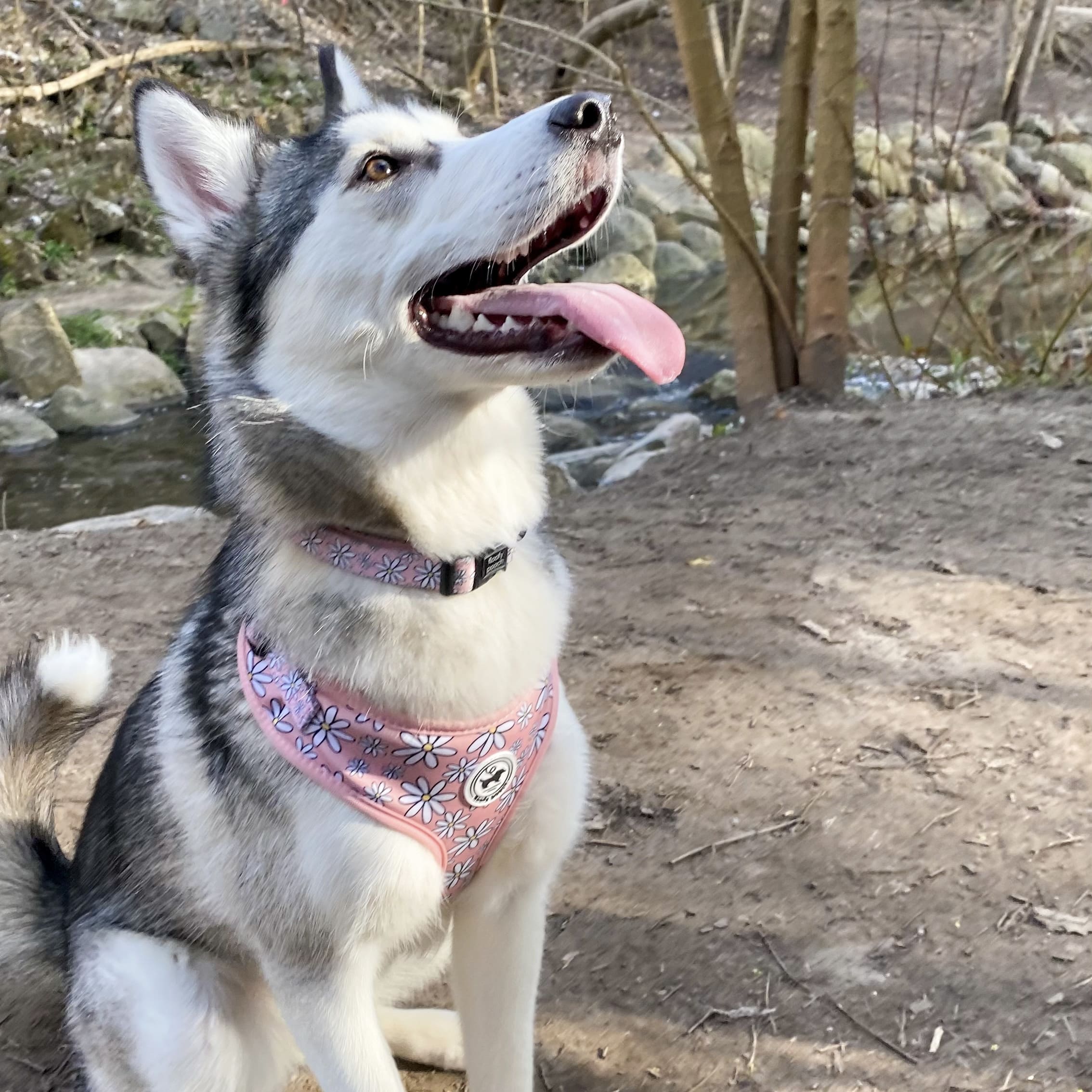 cute dog bandana canada pink daisies floofy pooch