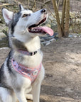 Cute dog collar canada pink daisies floofy pooch