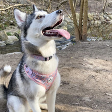 Load image into Gallery viewer, husky wearing matching harness and collar daisy set in canada
