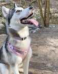 husky wearing matching harness and collar daisy set in canada