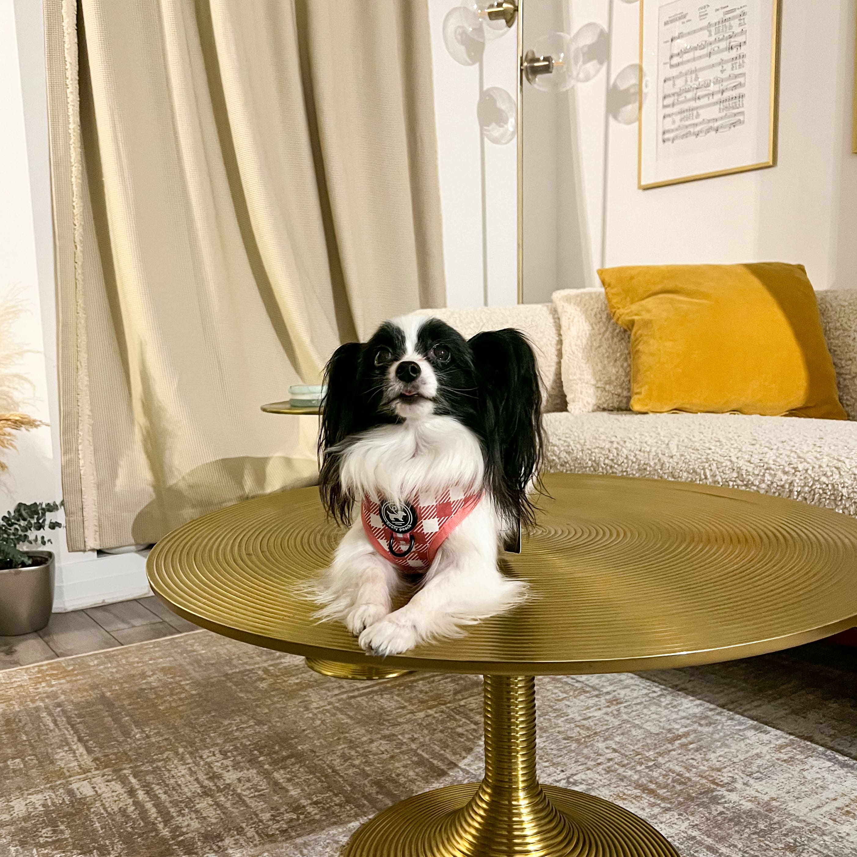 Harness - Berry Pooch