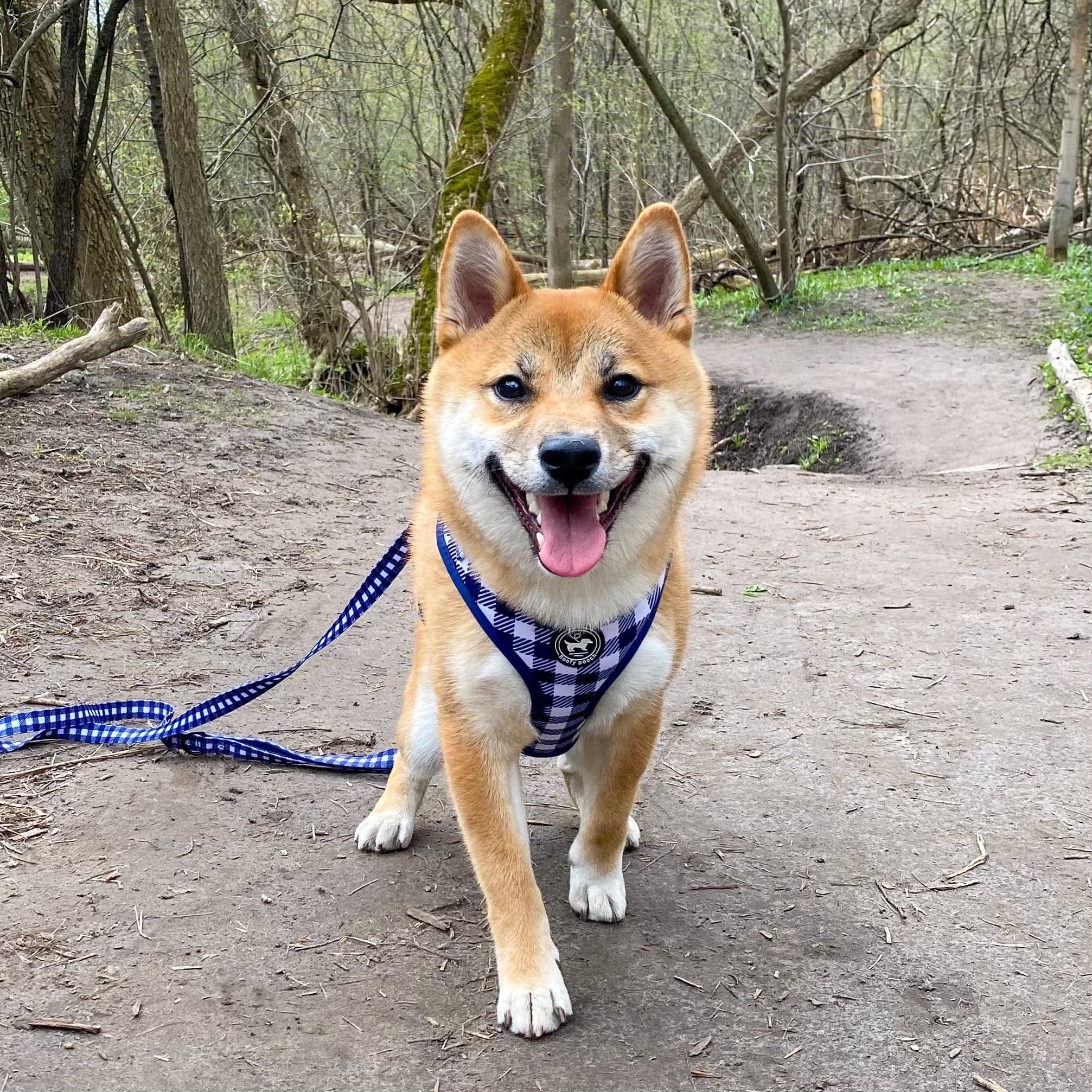 shiba inu wearing cute matching harness and leash canada