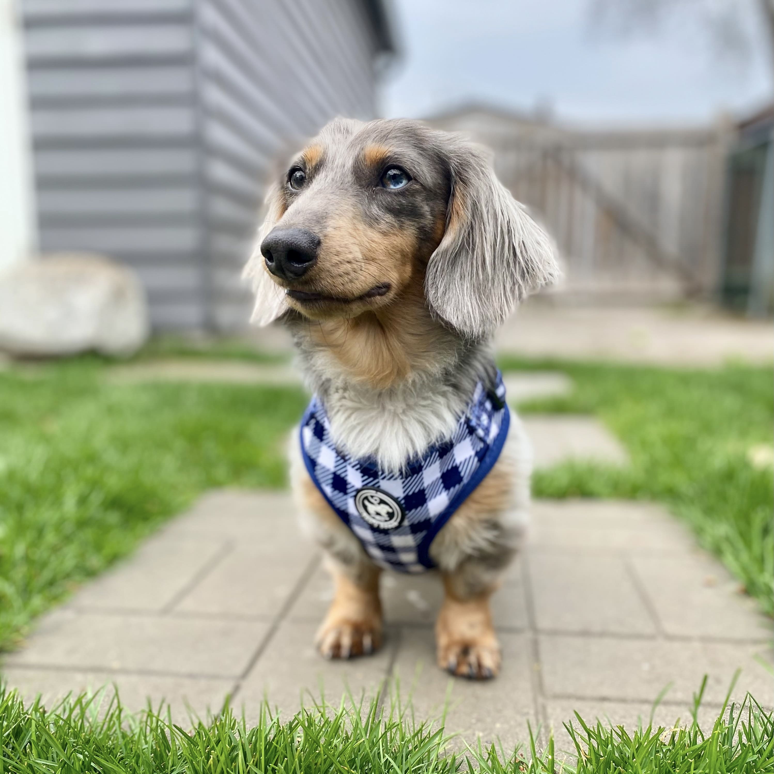 Harness Set - Classy Pooch