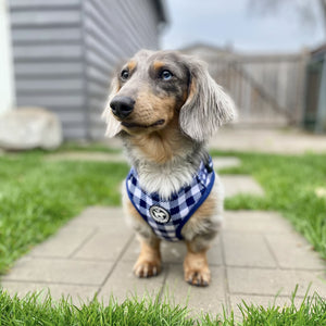Harness Set - Classy Pooch