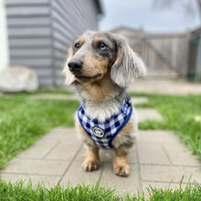 Load image into Gallery viewer, Harness - Classy Pooch
