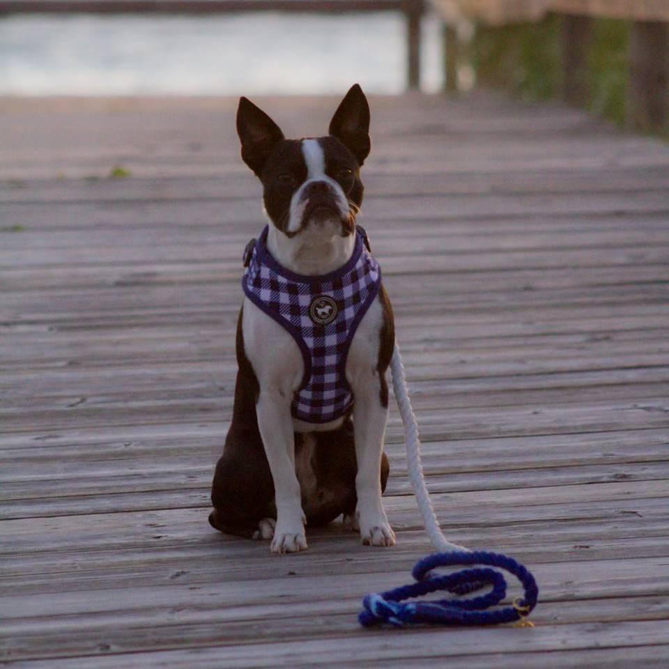 Rope Leash - Tommy