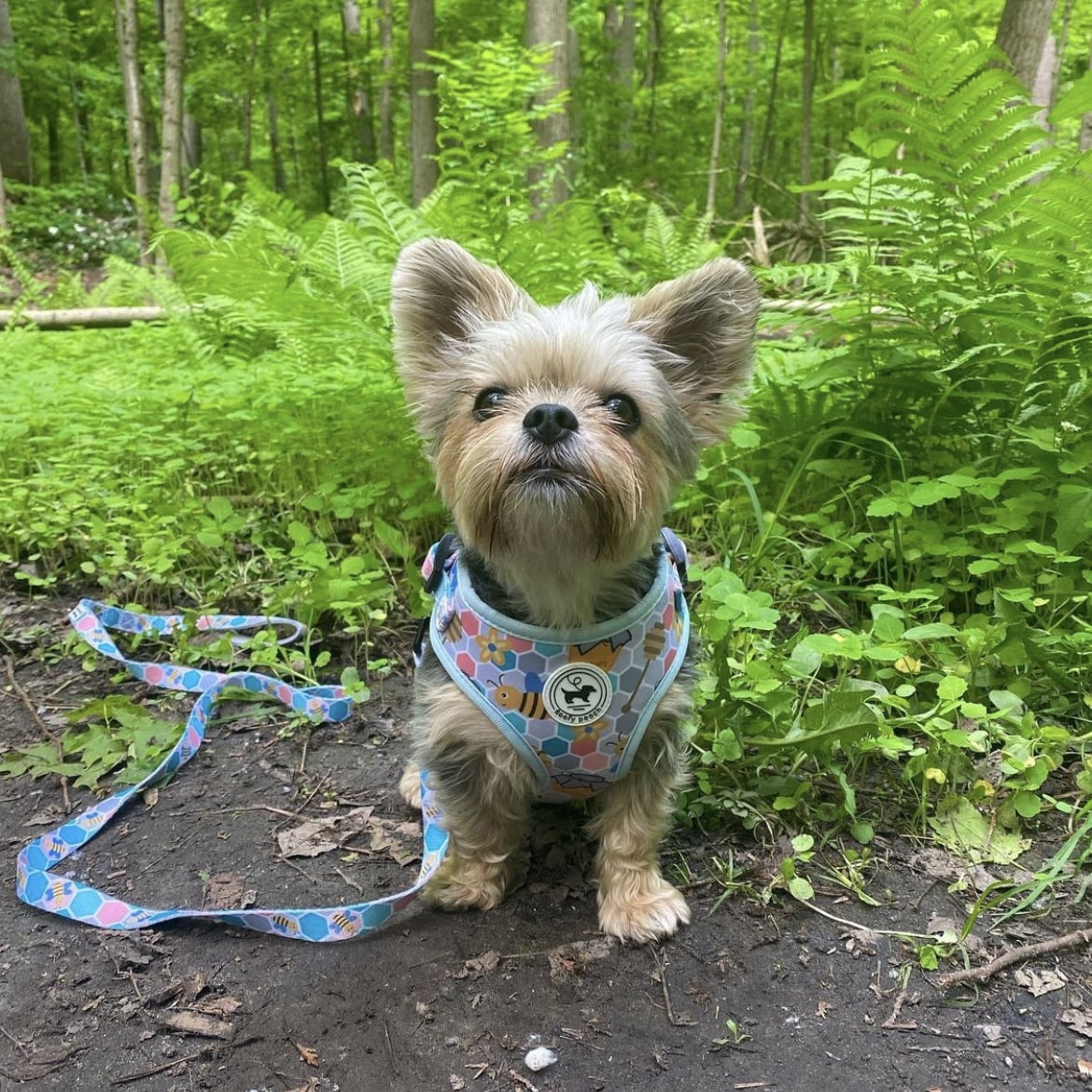 Harness - Bee Amazing