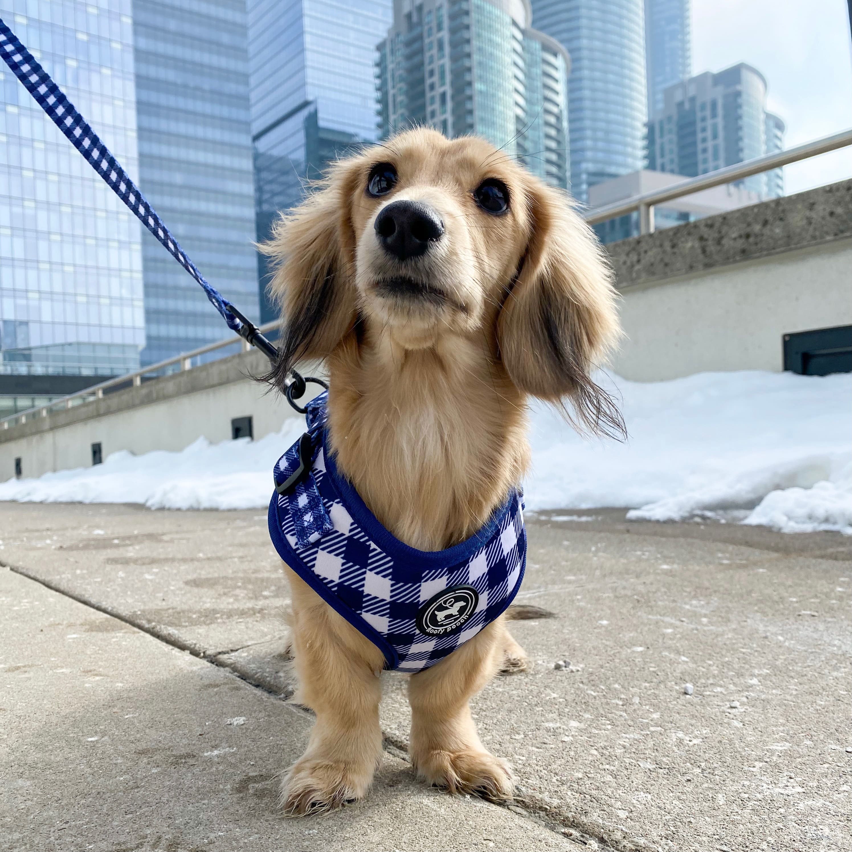 Cute Dog Harness and Leash Gingham Pattern Dachshunds