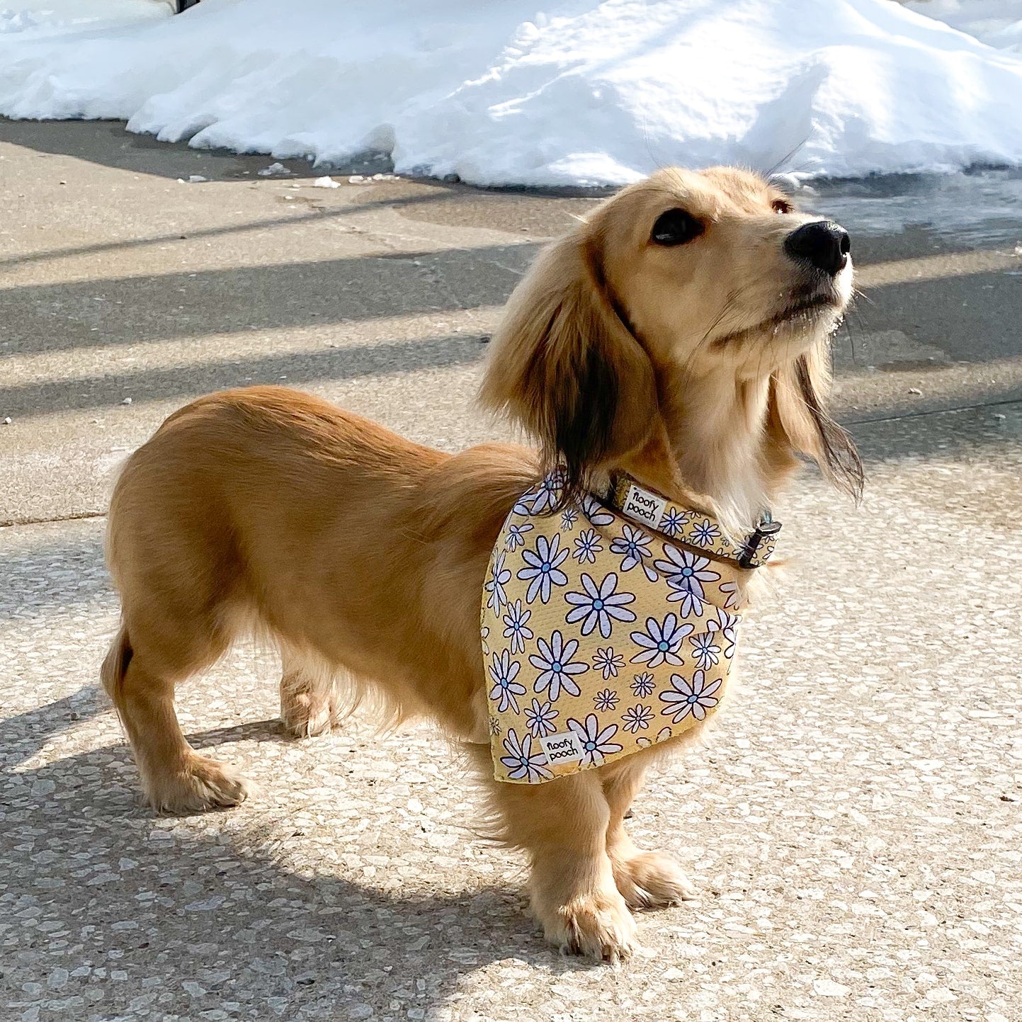 dog bandana collar yellow daisy floofy pooch