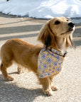 dog bandana collar yellow daisy floofy pooch