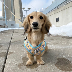 Cute Dog Harness Canada Dachshund Yellow Pattern