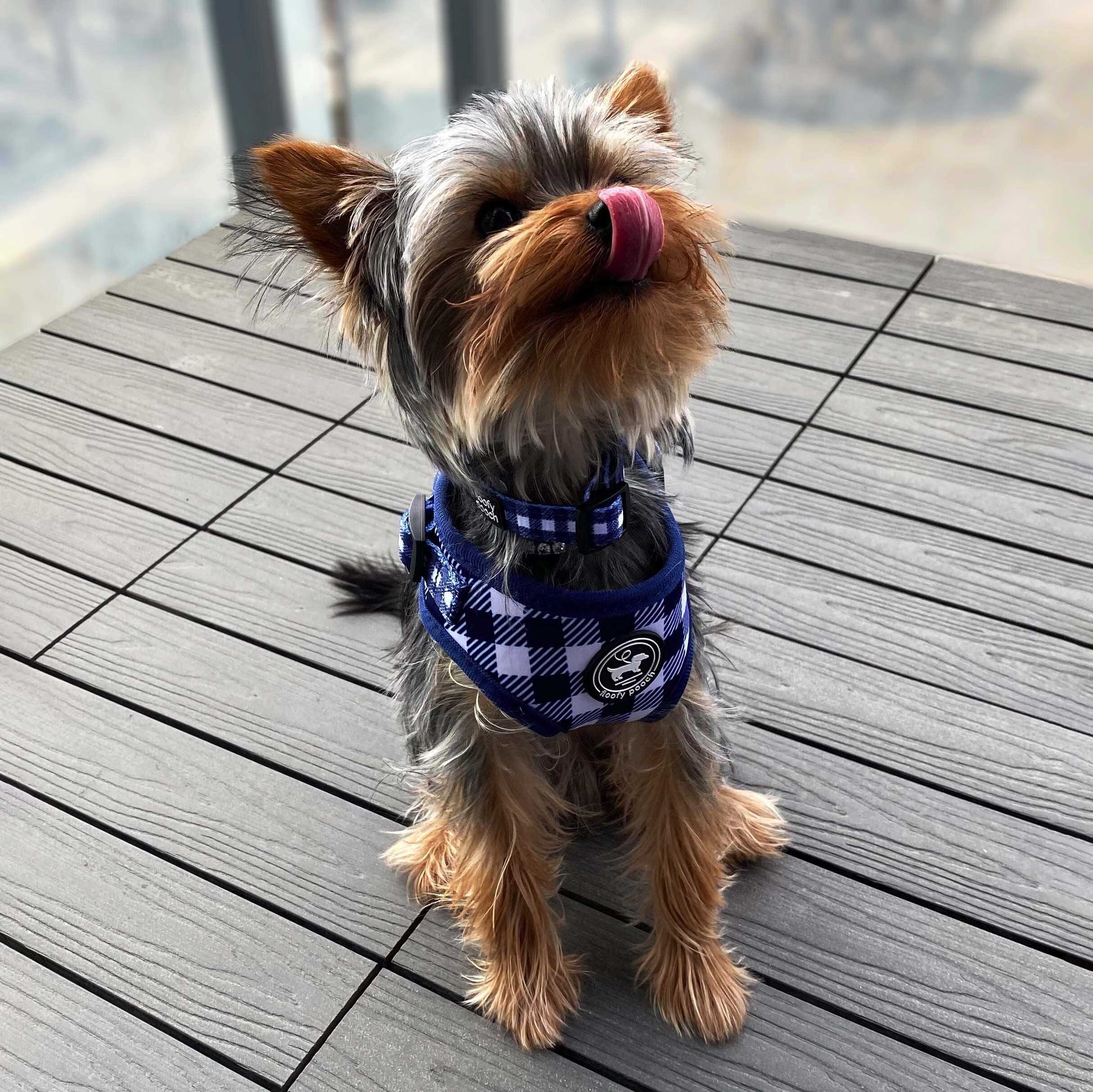 Blue Gingham matching dog set (dog harness &amp; collar canada) floofy pooch