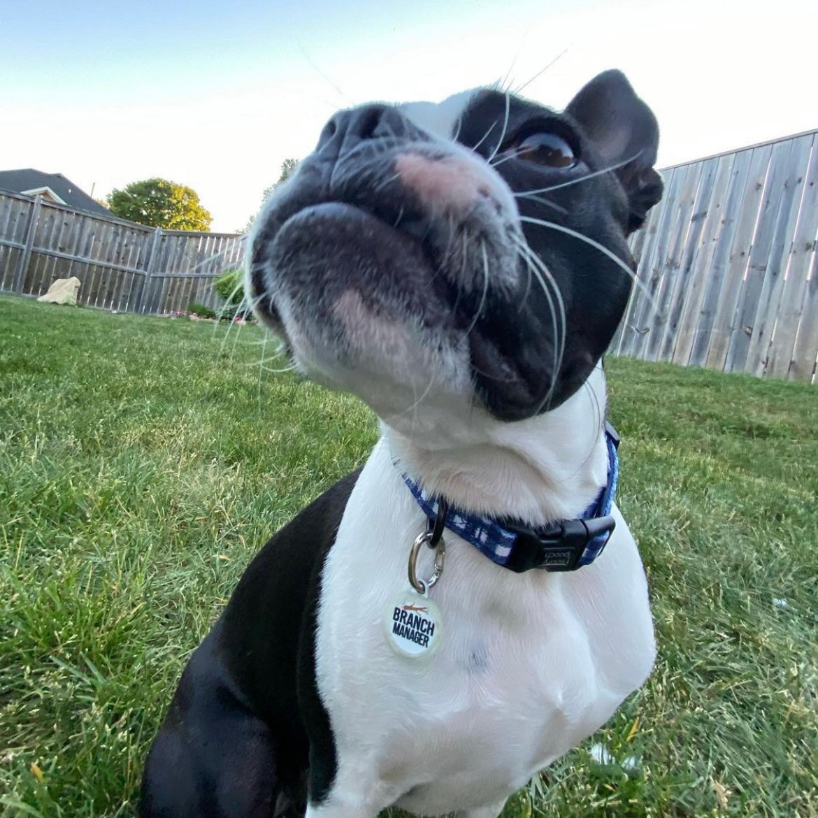 Collar - Classy Pooch