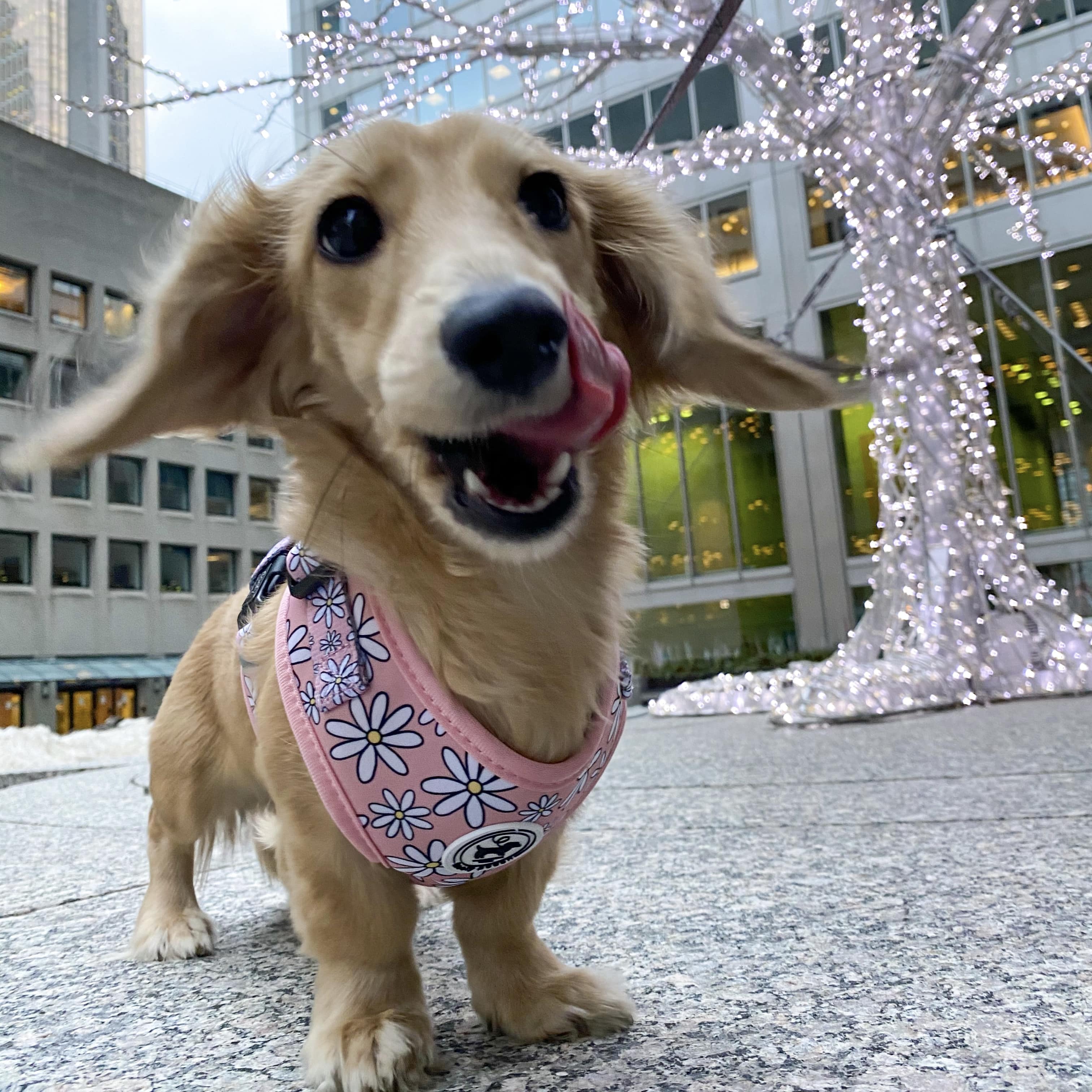 Cute Dachshund Daisy Harness Floofy Pooch Matching Set