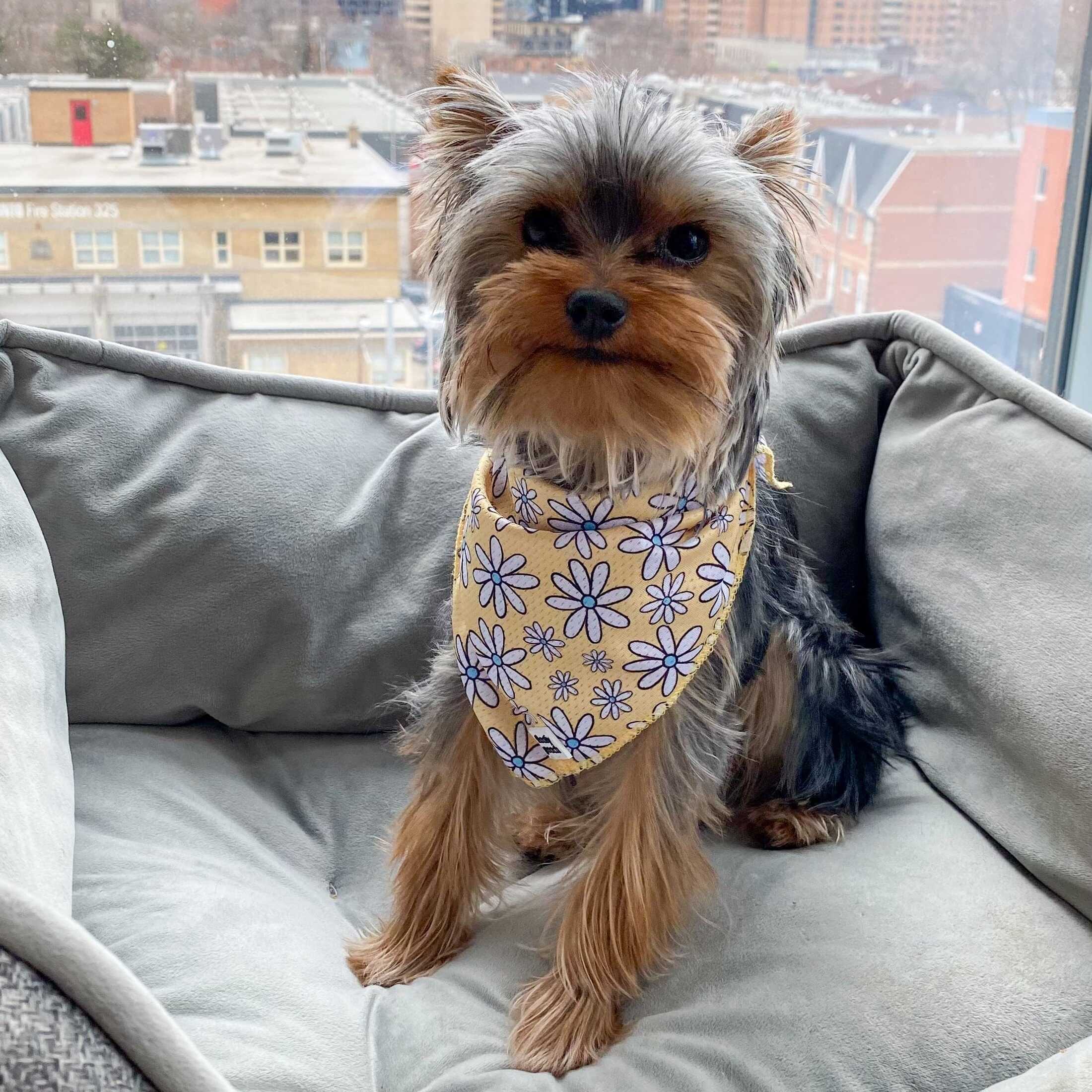 dog bandanas canada yellow daisies floofy pooch