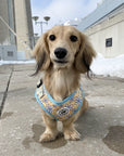 Cute Dog Harness and Leash Canada Yellow Daisy Pattern